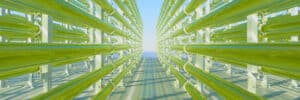 Microalgae cultivation tubes